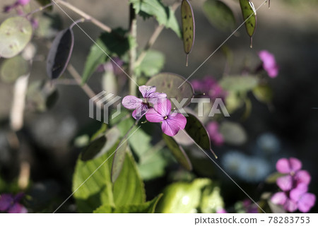 Primrose flower 78283753