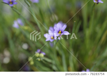 Aiiro Niwazekisho Flower 78283754