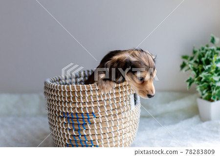 Puppy Kaninhen Dachshund Puppy Kaninhen Dachshund 78283809