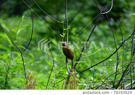 Chinese hwamei perched on a branch (Saitama Prefecture / May) 78283829