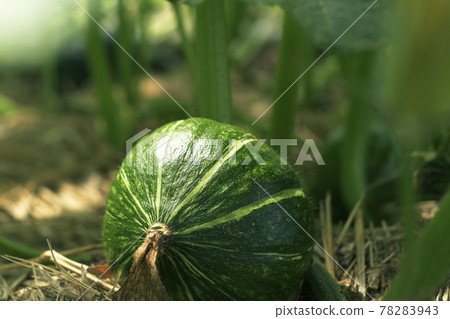 Pumpkin field Pumpkin pumpkin Agriculture field Vegetable field Vegetable cultivation Flower Pumpkin flower Pumpkin flower Pumpkin field Pumpkin pumpkin Agriculture field Vegetable field Vegetable cultivation Flower Pumpkin flower Pumpkin flower 78283943