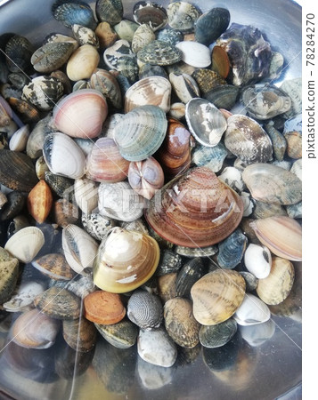 Clam digging, picked hamagrini 78284270