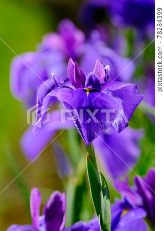 鳶尾花 78284399