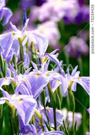 鳶尾花 鳶尾花 78284426