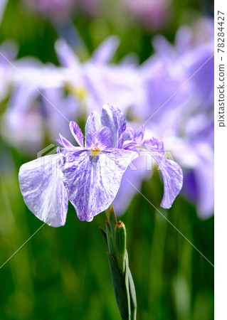 鳶尾花 78284427