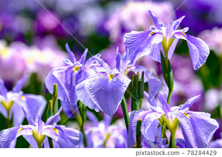 Iris 78284429