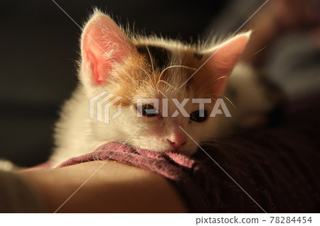 beautiful tricolor little pet kitten beautiful tricolor little pet kitten 78284454