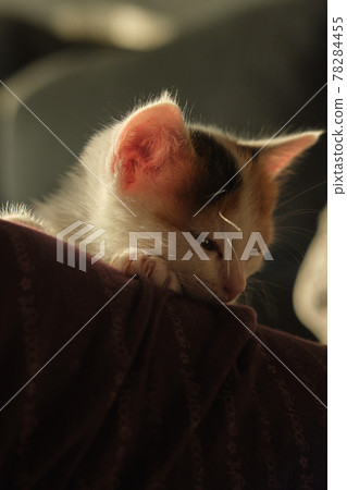 beautiful tricolor little pet kitten beautiful tricolor little pet kitten 78284455