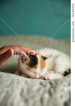 beautiful tricolor little pet kitten beautiful tricolor little pet kitten 78284456