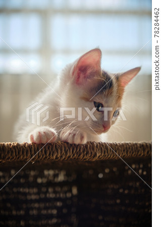 beautiful tricolor little pet kitten beautiful tricolor little pet kitten 78284462