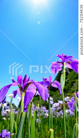 Iris 78284636
