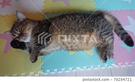 一隻小貓要小睡一下 78284721