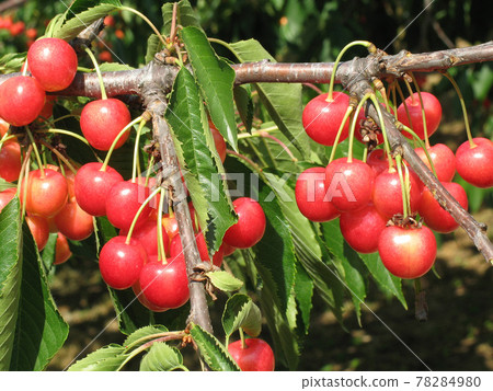 Cherry cherry cherry orchard in Hokkaido 78284980