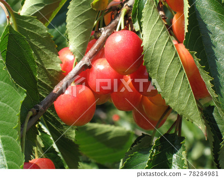 Cherry cherry cherry orchard in Hokkaido Cherry cherry cherry orchard in Hokkaido 78284981