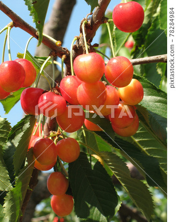 Cherry cherry cherry orchard in Hokkaido 78284984