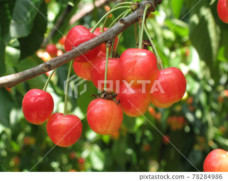 Cherry cherry cherry orchard in Hokkaido Cherry cherry cherry orchard in Hokkaido 78284986