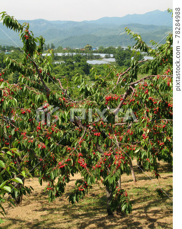 北海道的櫻桃櫻桃園 78284988