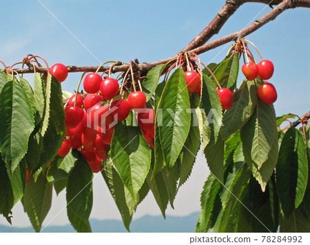 Cherry cherry cherry orchard in Hokkaido Cherry cherry cherry orchard in Hokkaido 78284992