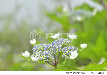 雨中的繡球花 78285061