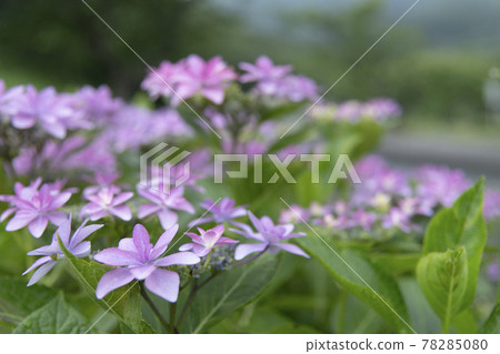 Hydrangea in the rain 78285080