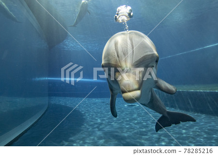 aquarium dolphin underwater looking at you 78285216