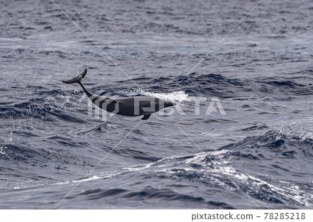 striped Dolphin while jumping in the deep blue sea 78285218