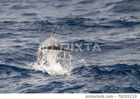 striped Dolphin while jumping in the deep blue sea 78285219