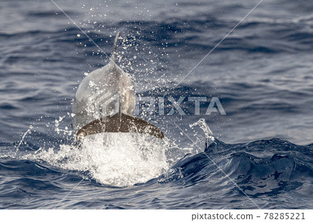 striped Dolphin while jumping in the deep blue sea 78285221