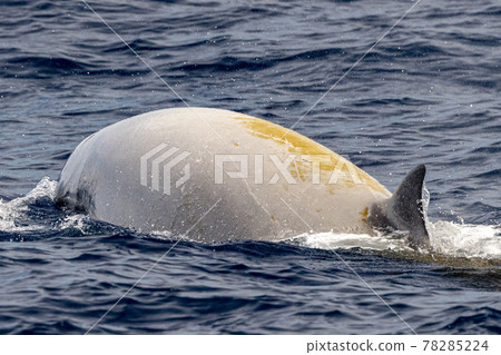 Rare Cuvier Goose Beaked whale dolphin Ziphius cavirostris 78285224