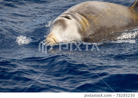 Rare Cuvier Goose Beaked whale dolphin Ziphius cavirostris 78285230