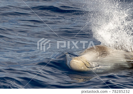 Rare Cuvier Goose Beaked whale dolphin Ziphius cavirostris Rare Cuvier Goose Beaked whale dolphin Ziphius cavirostris 78285232