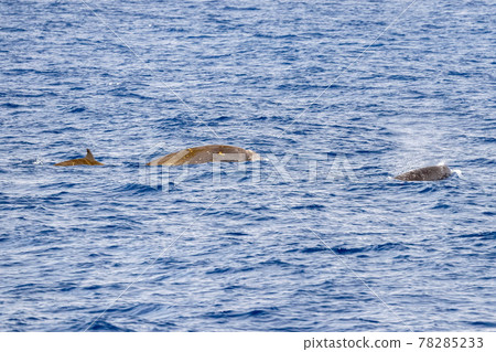 Rare Cuvier Goose Beaked whale dolphin Ziphius cavirostris Rare Cuvier Goose Beaked whale dolphin Ziphius cavirostris 78285233