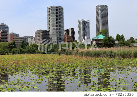 Landscape of Shinobazu Pond Landscape of Shinobazu Pond 78285326
