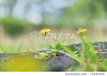 Dandelion, a wild flower that blooms beautiful yellow flowers through the gaps between trees Dandelion, a wild flower that blooms beautiful yellow flowers through the gaps between trees 78285409