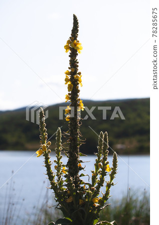 Yellow flowers of Verbascum densiflorum Yellow flowers of Verbascum densiflorum 78285675