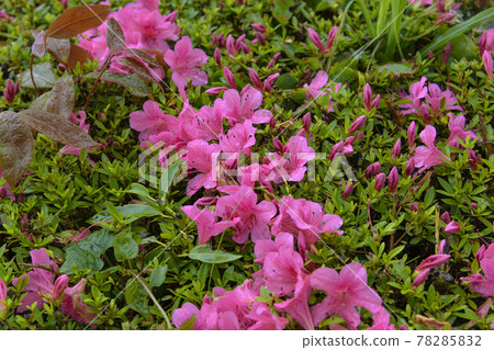 Azalea struck by the rain 78285832