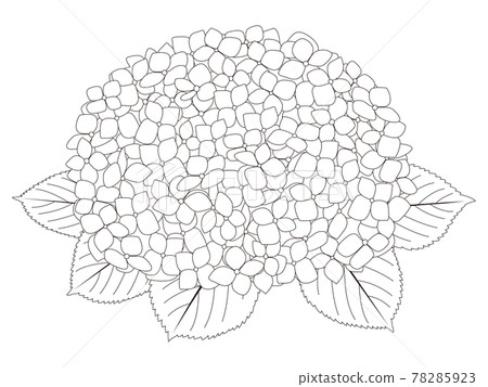 Flower coloring book Hydrangea flowers 78285923