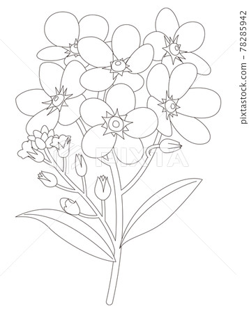Coloring Book Of Flowers, Forget-Me-Not Flowers - Stock Illustration  [78285942] - Pixta