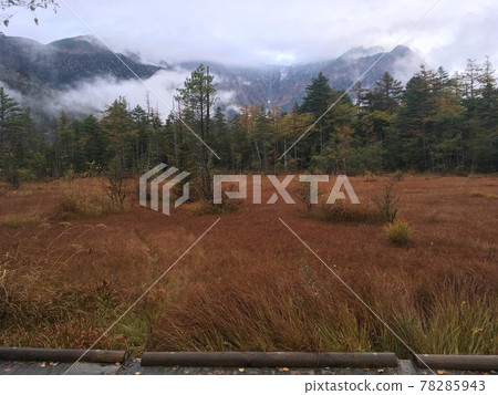 Brown-red grasslands and pine forests and mountains surrounded by mist 78285943