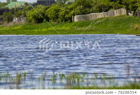 A flock of seagulls swims on the lake near the village. 78286354