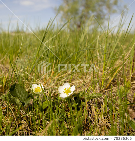 Two strawberry flowers in a forest meadow at noon. 78286366
