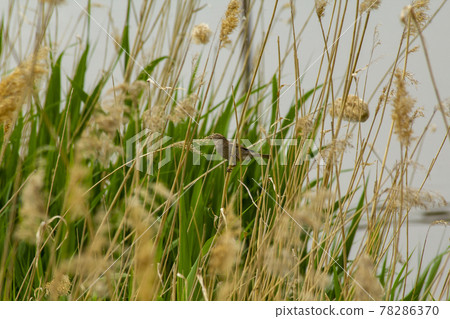 Sparrow eats cane seeds in summer noon. Sparrow eats cane seeds in summer noon. 78286370
