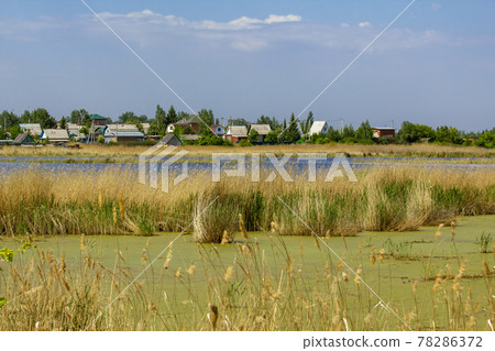 Swamp and lake near the village in the rays of the midday sun. Swamp and lake near the village in the rays of the midday sun. 78286372