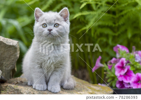 British shorthair kitten sitting on a stone in the grass close-up British shorthair kitten sitting on a stone in the grass close-up 78286393