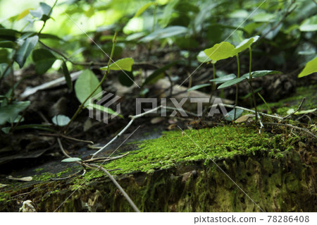 Moss that grows naturally at your feet Shinobu moss Moss that grows naturally at your feet Shinobu moss 78286408