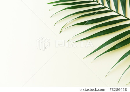 Tropical palm leaf branch top view on yellow background 78286438