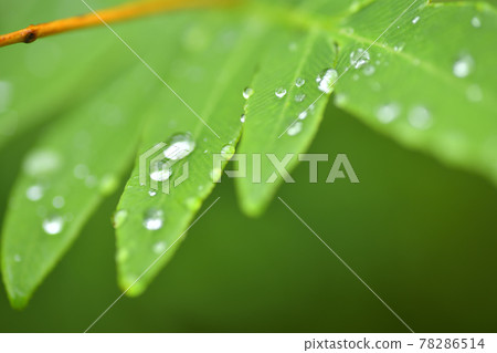 下雨天在山上 下雨天在山上 78286514