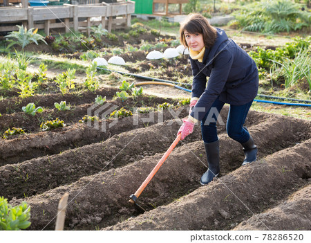 Young woman caring for beds with cabbage Young woman caring for beds with cabbage 78286520