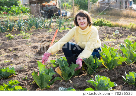 Female with hoe in the garden with cabbage and onion Female with hoe in the garden with cabbage and onion 78286523