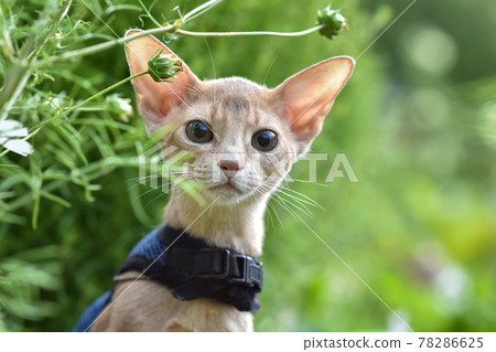 Abyssinian cat of fawn color, close-up portrait, walks along the lawn with flowers Abyssinian cat of fawn color, close-up portrait, walks along the lawn with flowers 78286625